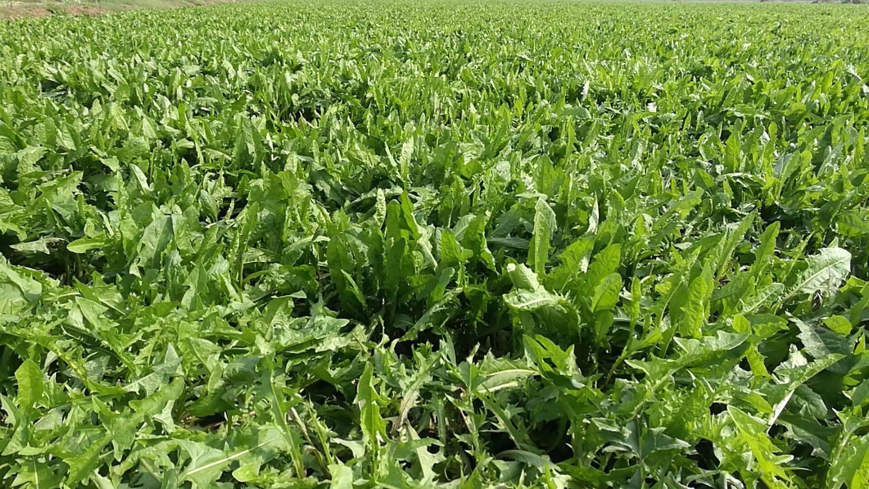新采蒲公英种子 包发芽率95%以上 提供种植技术 可回收产